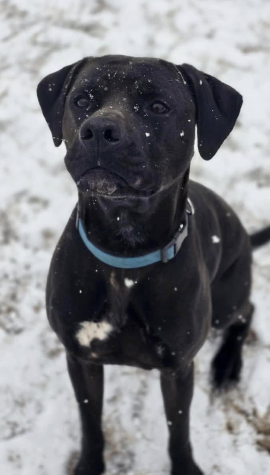 Ghost, a Adopted mixed breed in Hickory, NC image 2/6