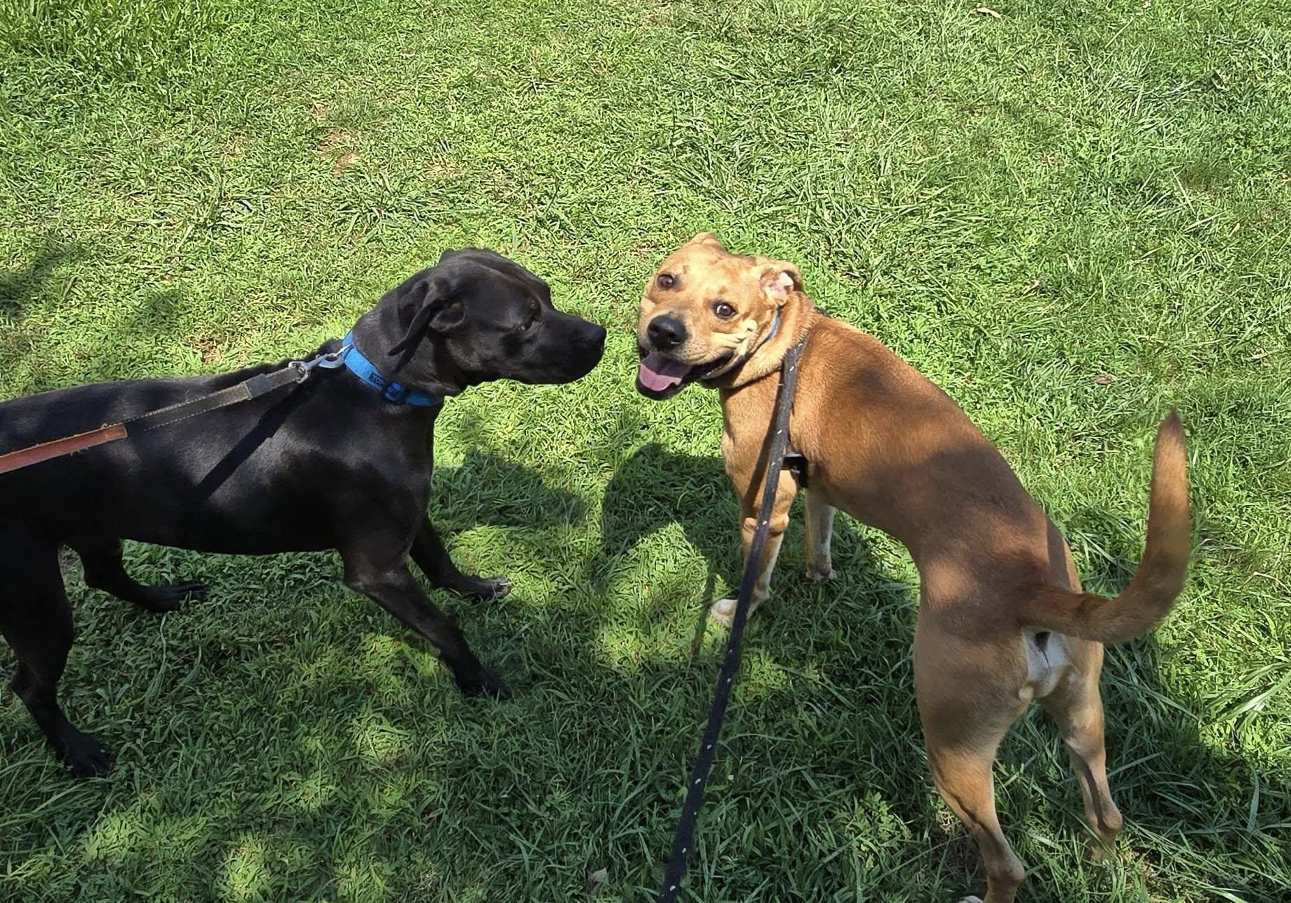 Ghost, a Adopted mixed breed in Hickory, NC image 3/6