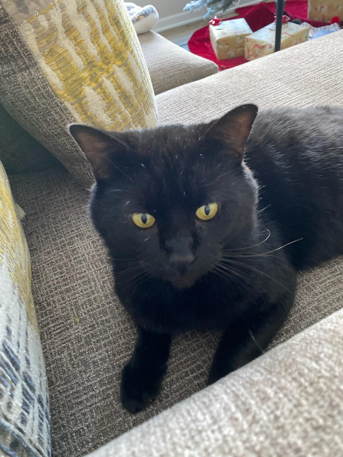 Enlarge Percy - Purrfect velcro cat dog, a Adoptable Domestic Short Hair in Muskego, WI image 5/5