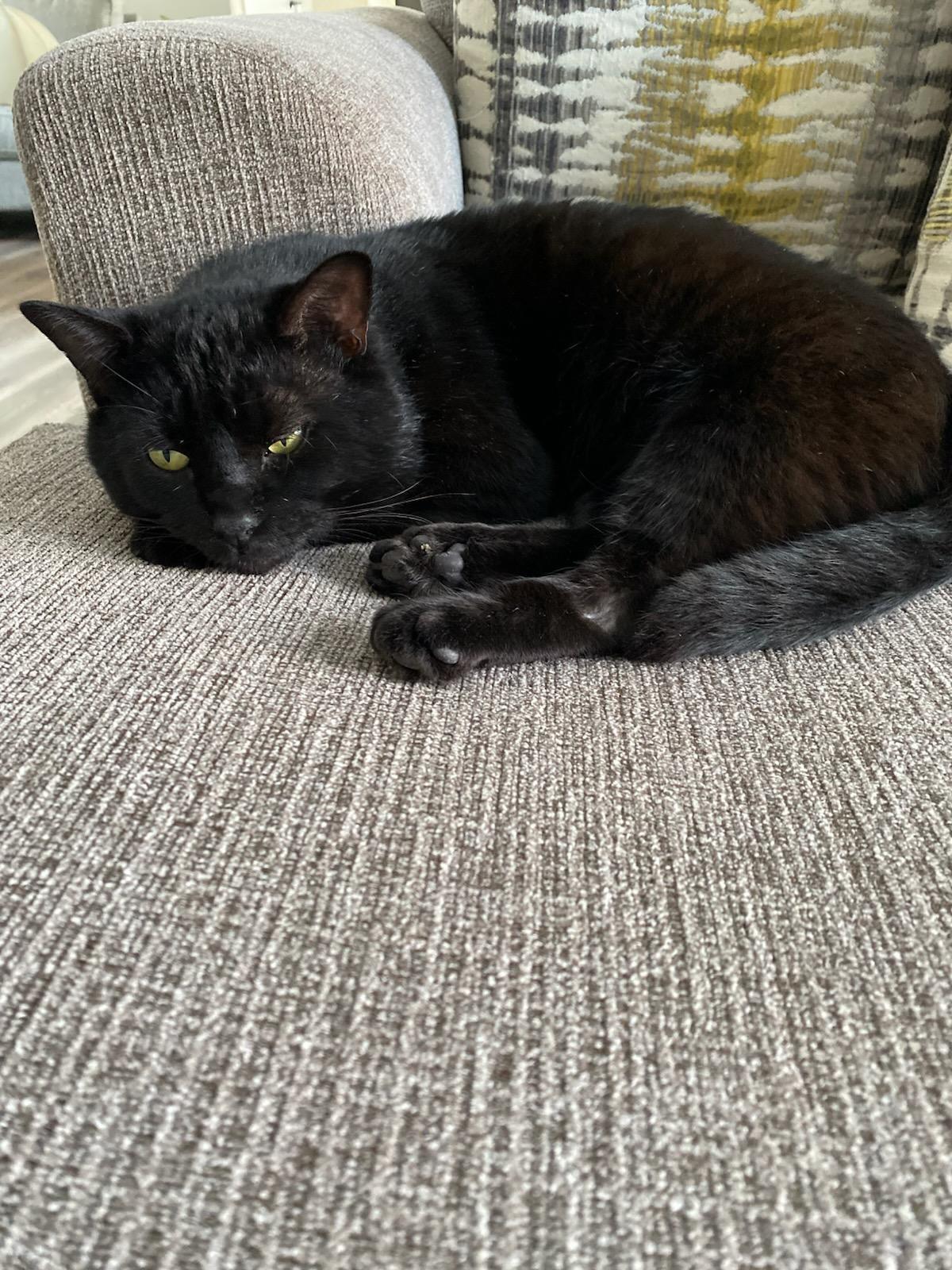 Enlarge Percy - Purrfect velcro cat dog, a Adoptable Domestic Short Hair in Muskego, WI image 4/5