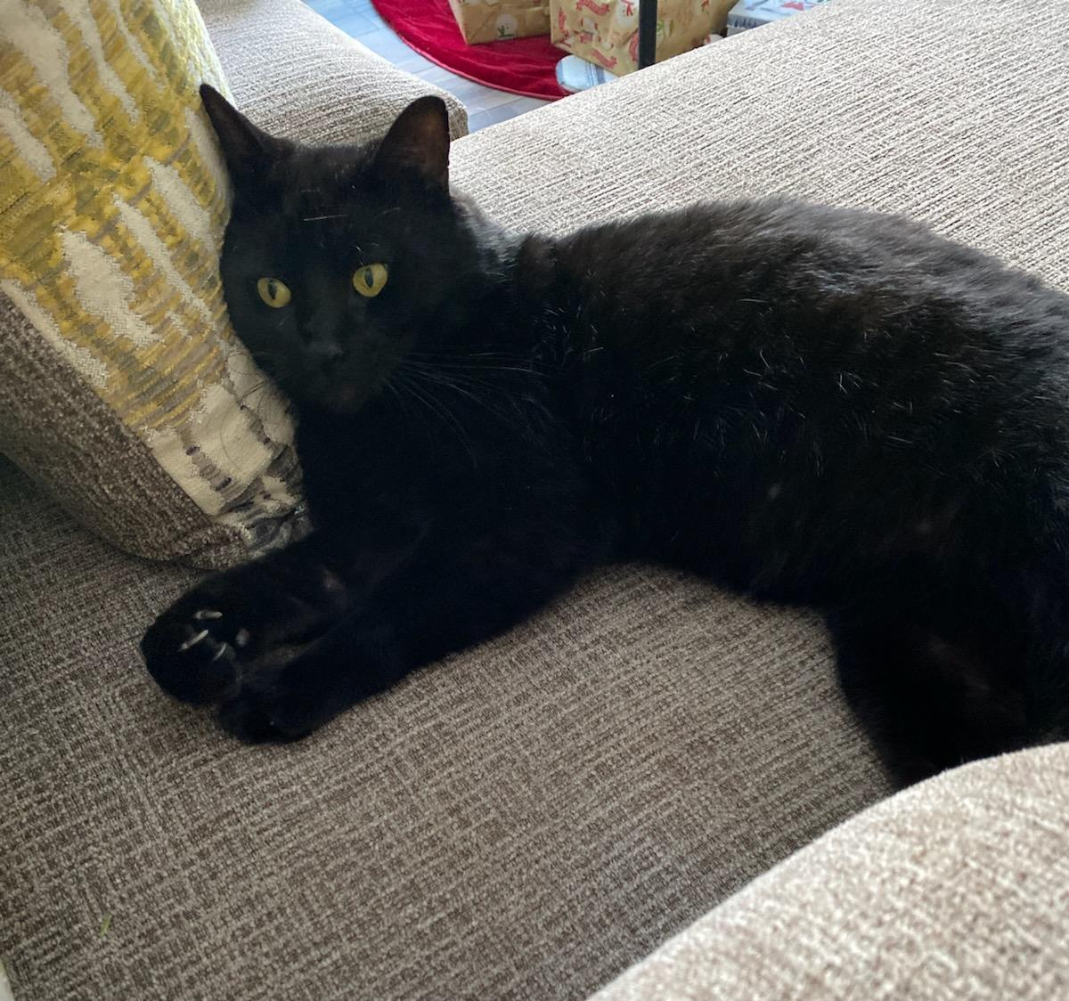 Percy - Purrfect velcro cat dog, Adoptable, Adult Male Domestic Short Hair.