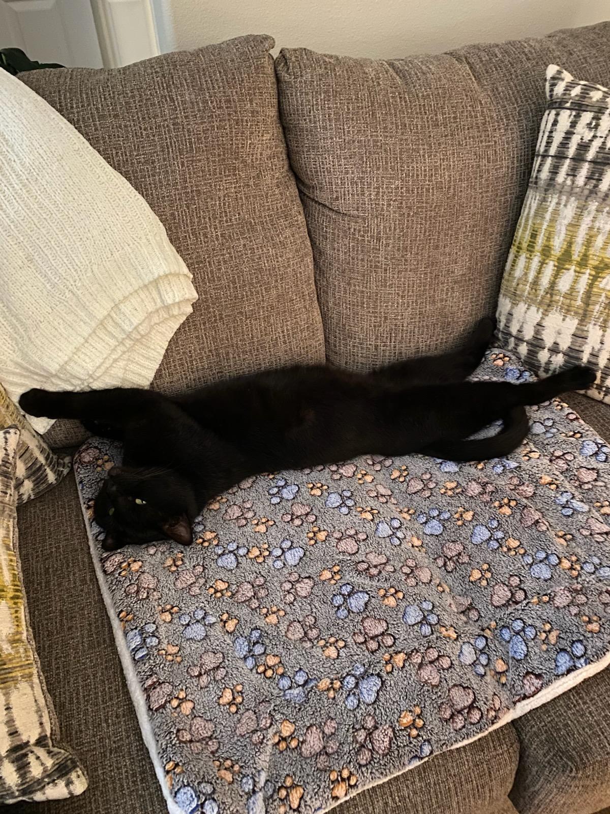 Enlarge Percy - Purrfect velcro cat dog, a Adoptable Domestic Short Hair in Muskego, WI image 2/5