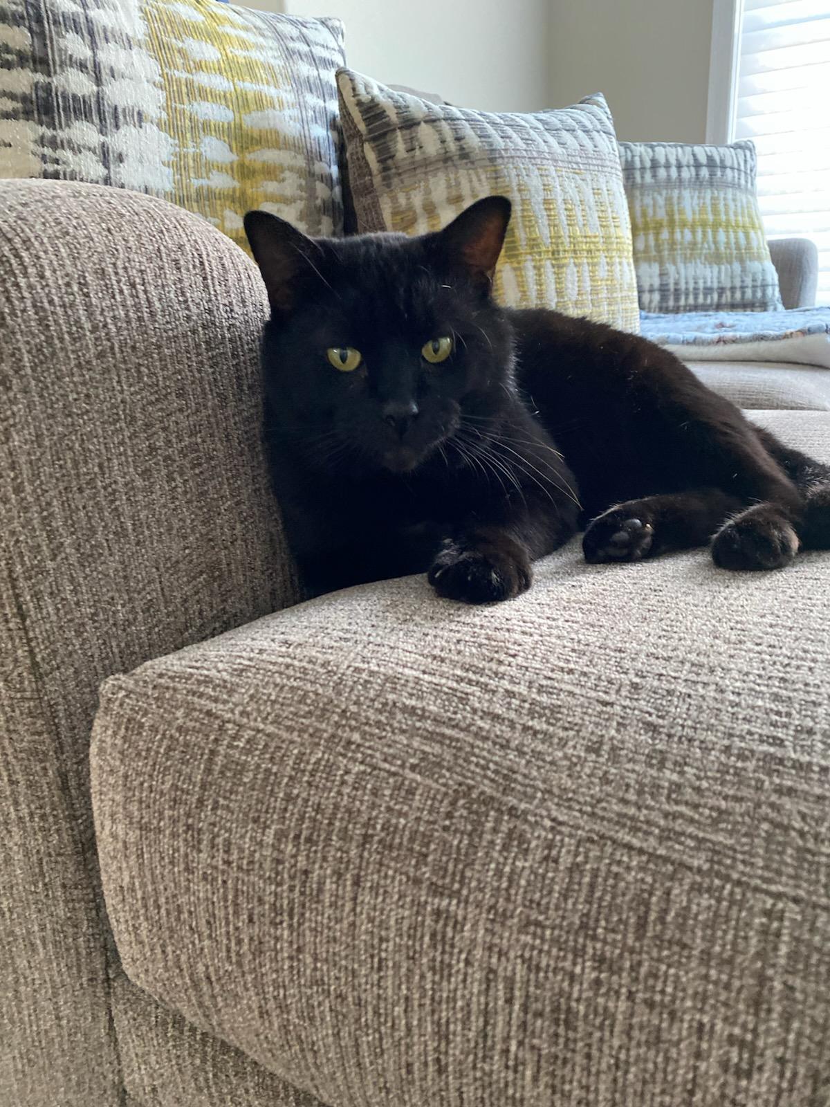 Enlarge Percy - Purrfect velcro cat dog, a Adoptable Domestic Short Hair in Muskego, WI image 3/5