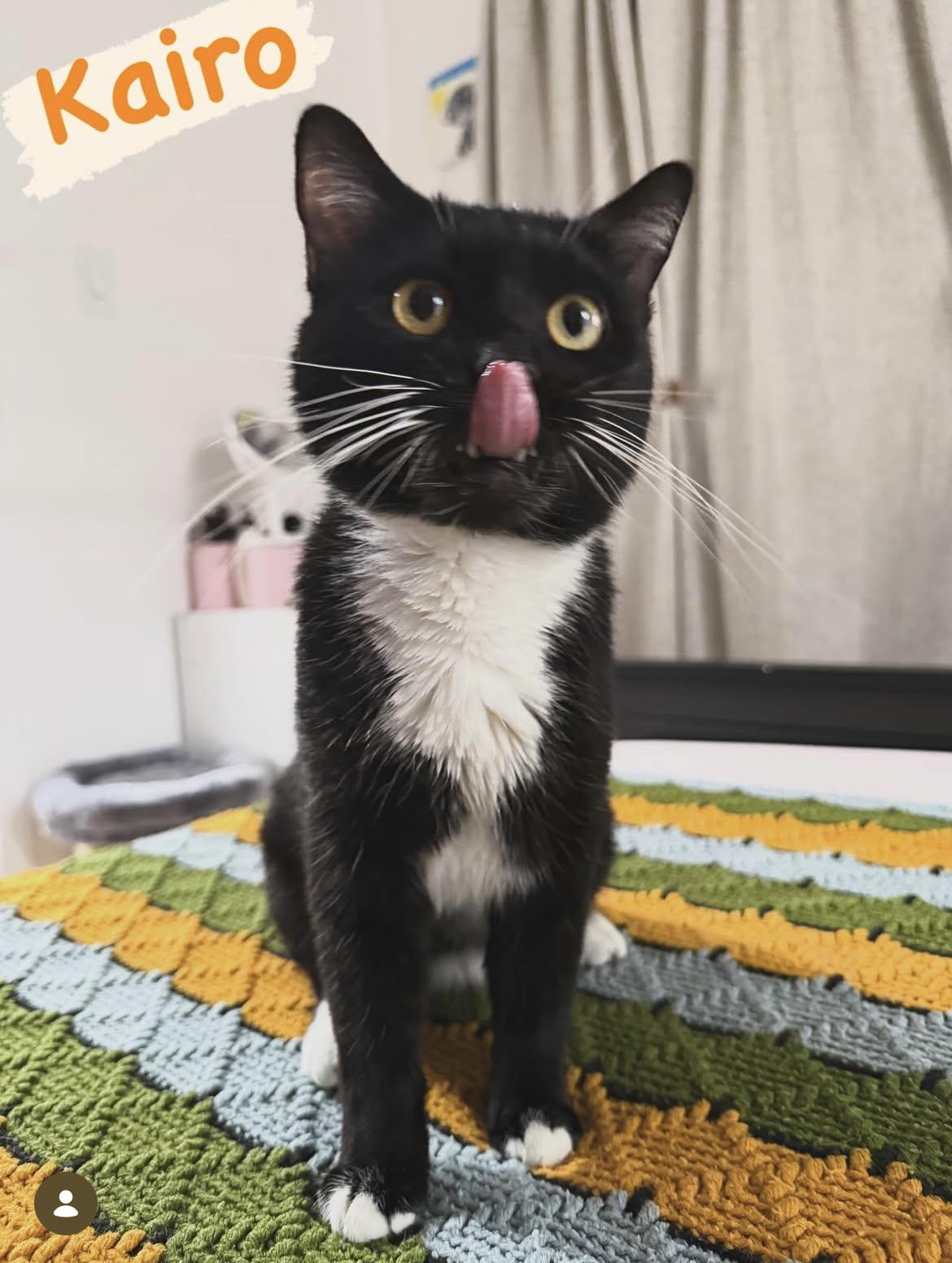 Enlarge Kairo, a ADOPTABLE Tuxedo in Los Angeles, CA image 1/3
