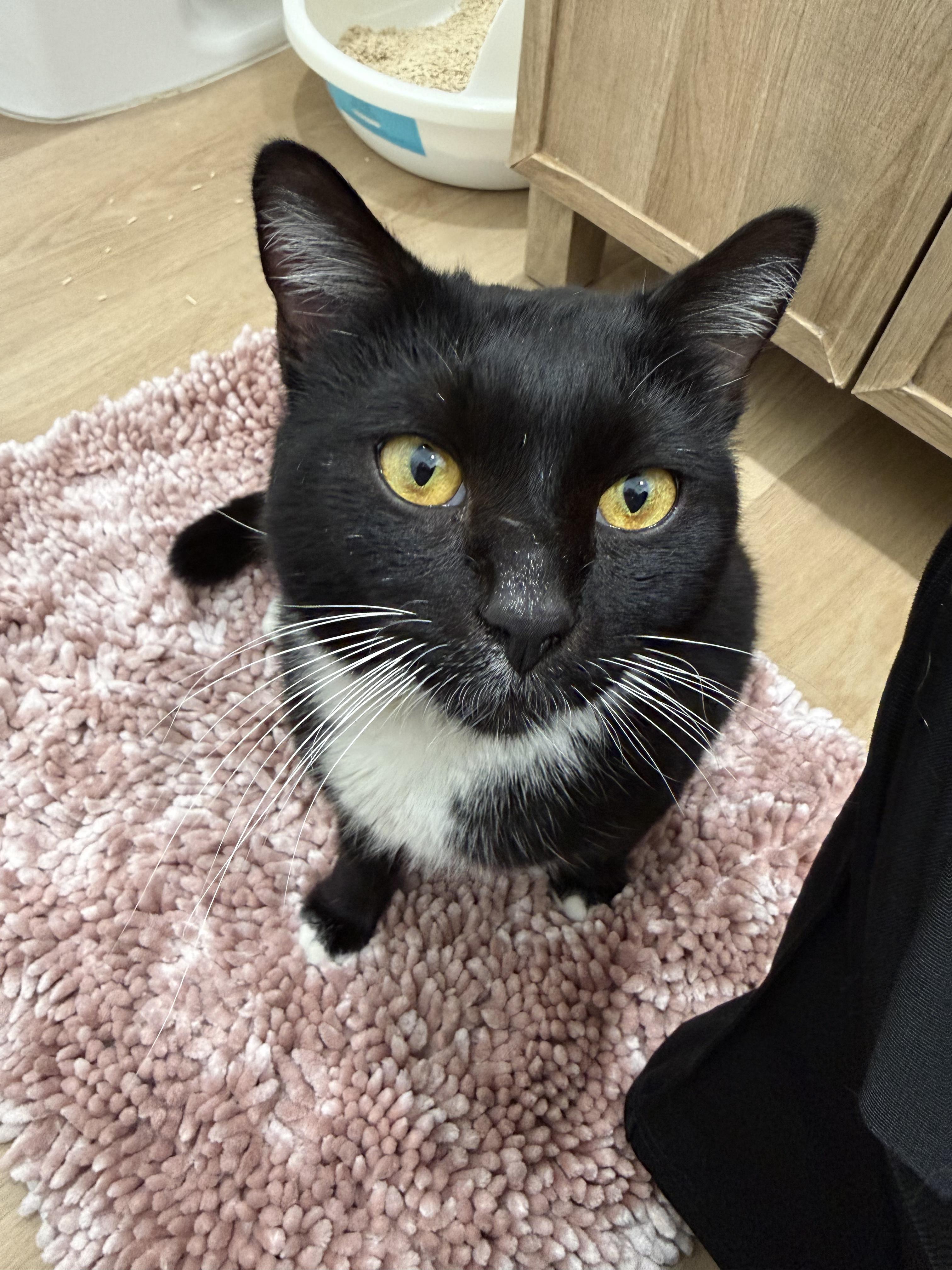 Enlarge Kairo, a ADOPTABLE Tuxedo in Los Angeles, CA image 2/3