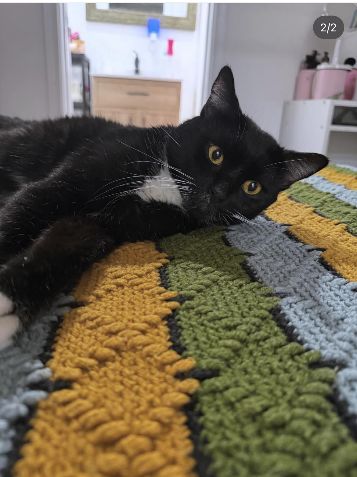 Enlarge Kairo, a ADOPTABLE Tuxedo in Los Angeles, CA image 3/3