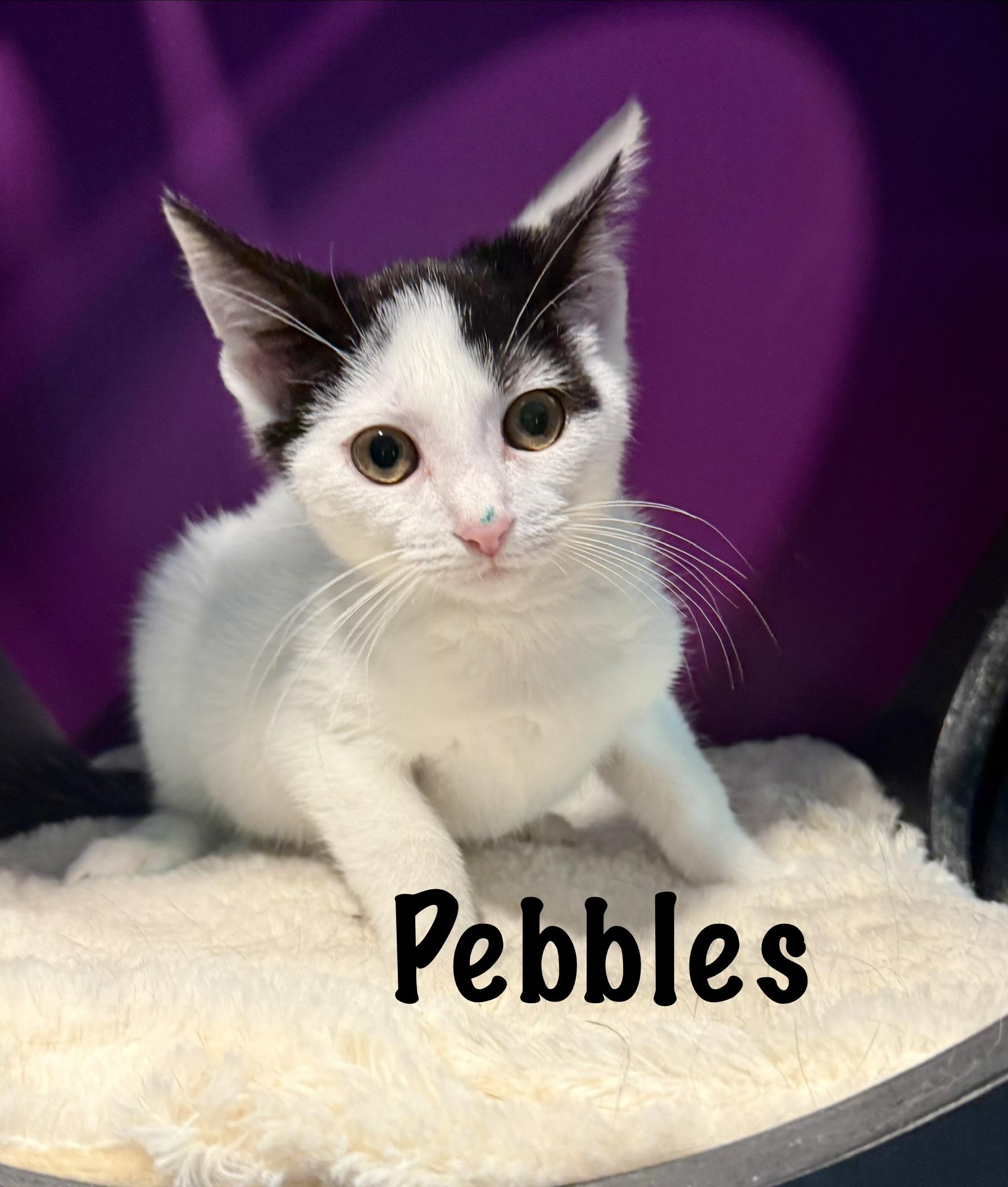 Pebbles, adopted, Kitten Female Domestic Short Hair.