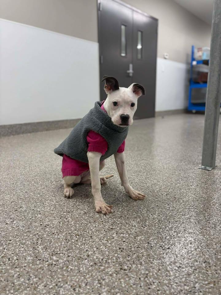 Djoodi, ADOPTABLE, Young Female Pit Bull Terrier & Boston Terrier.