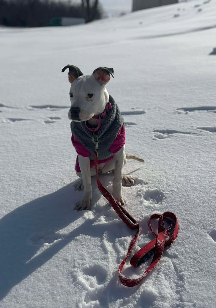 Djoodi, an adopted mixed breed in Shepherdsville, KY image 3/3