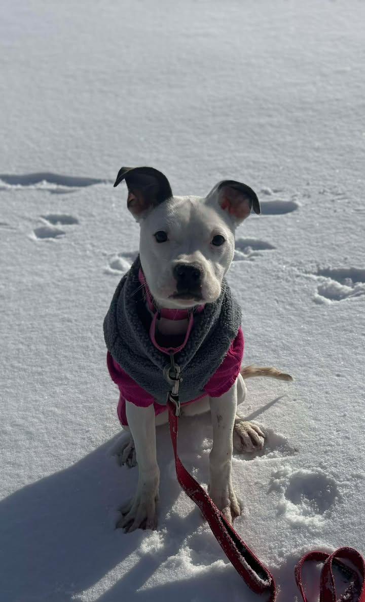 Djoodi, an adopted mixed breed in Shepherdsville, KY image 2/3