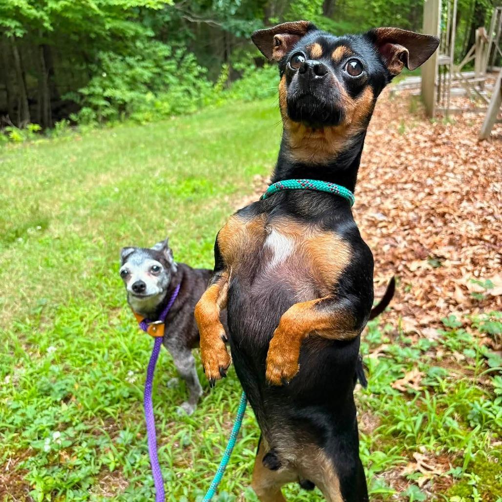 Rocky, Adoptable, Adult Male Chihuahua.