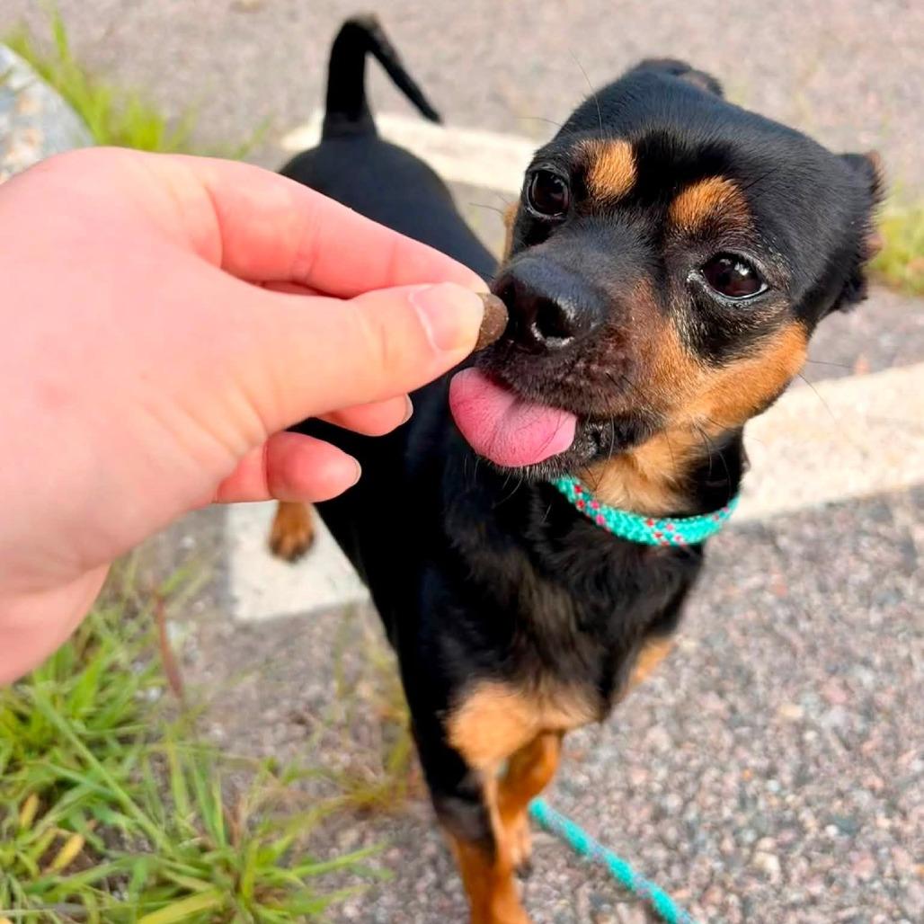 Rocky, a Adoptable Chihuahua in Brockton, MA image 2/5