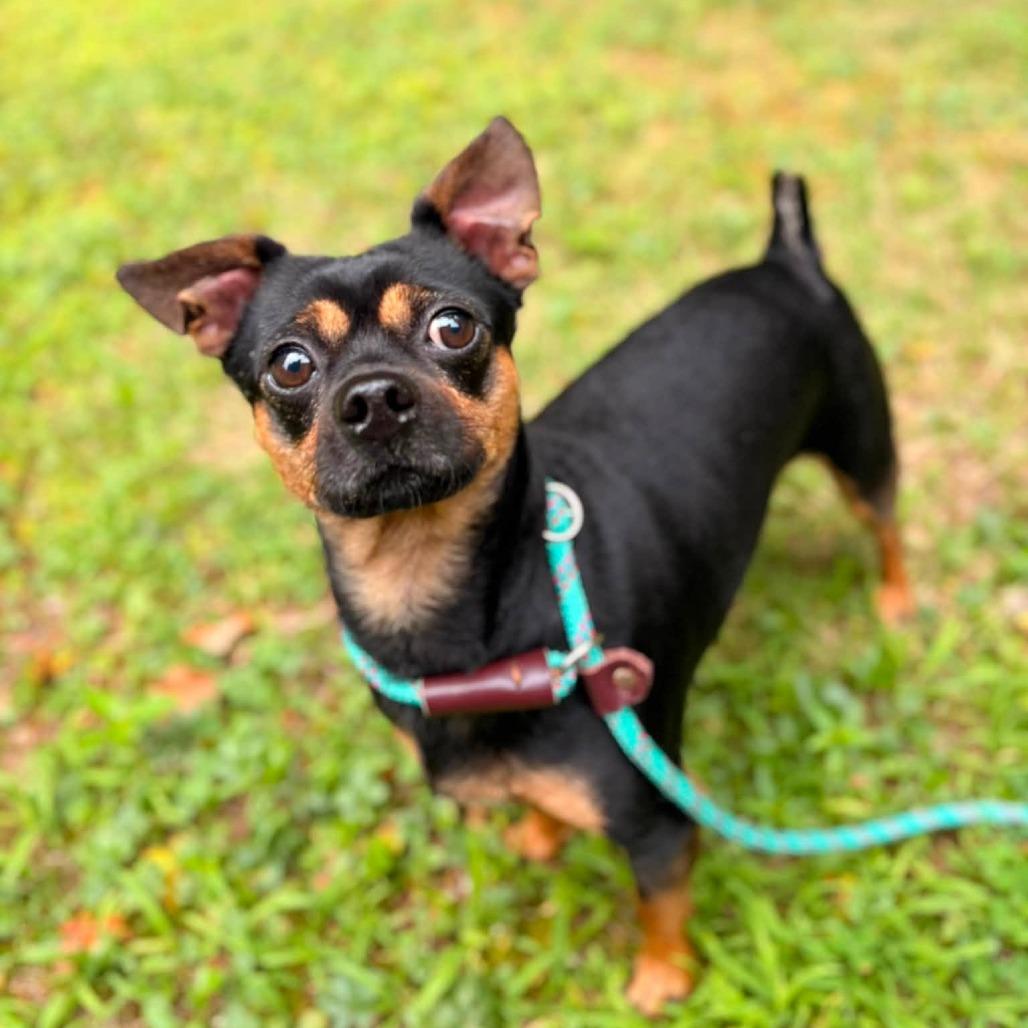 Rocky, a Adoptable Chihuahua in Brockton, MA image 3/5