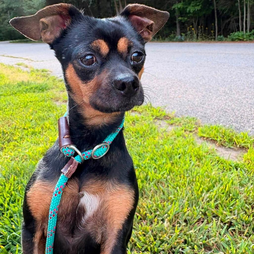 Rocky, a Adoptable Chihuahua in Brockton, MA image 4/5