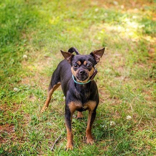 Rocky, a Adoptable Chihuahua in Brockton, MA image 5/5
