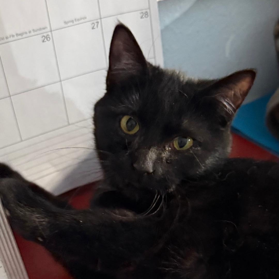 BELLA, ADOPTABLE, Young Female Domestic Short Hair.