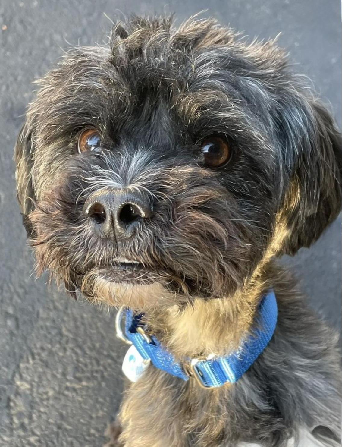 Enlarge Teddy, a Adoptable mixed breed in Santa Rosa, CA image 1/2
