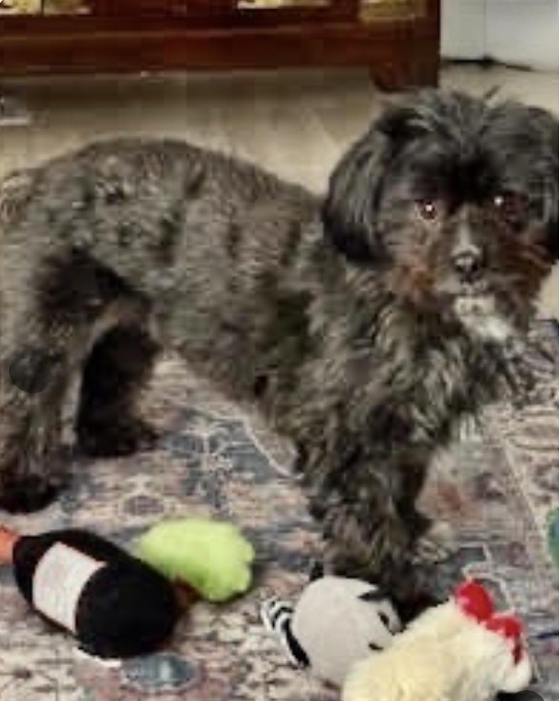 Enlarge Teddy, a Adoptable mixed breed in Santa Rosa, CA image 2/2