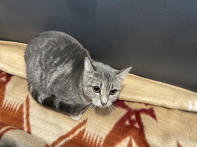 Enlarge STEELE, a Adoptable Domestic Short Hair in Auburn, CA image 1/1