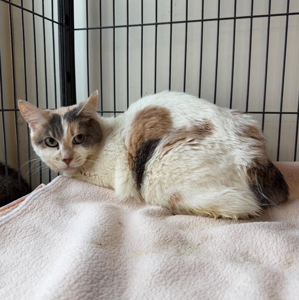 Chelsea, ADOPTABLE, Adult • Female, American Bobtail.