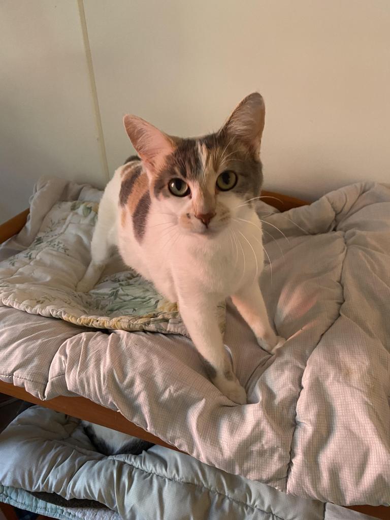 Enlarge Chelsea, a Adoptable American Bobtail in Bourbonnais, IL image 2/2