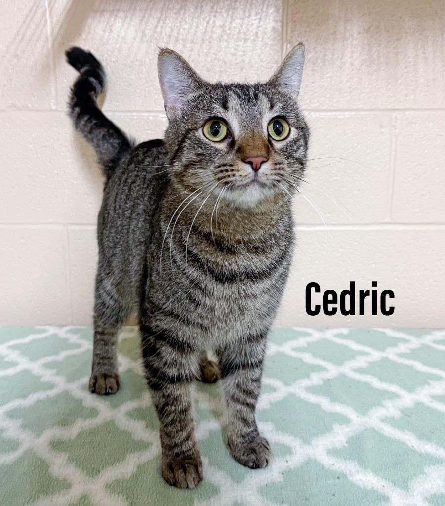 Cedric, Adoptable, Young Male Domestic Short Hair.