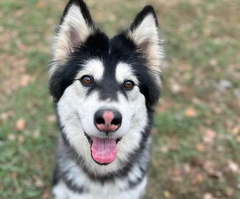 Enlarge Bailey-COURTESY POST, a ADOPTABLE Alaskan Malamute in Palgrave, ON image 1/1