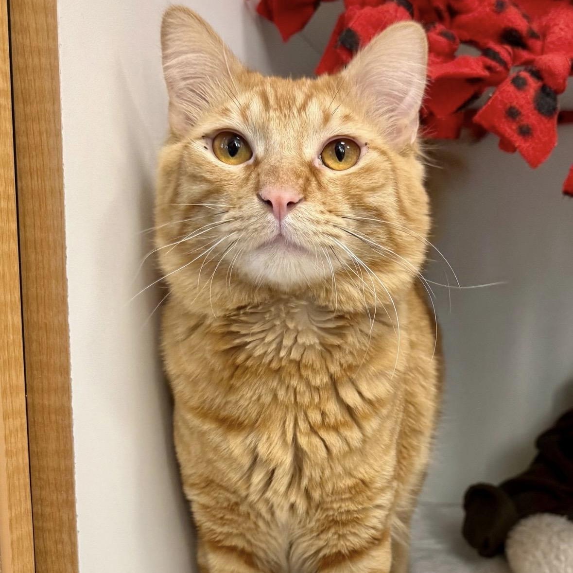 Enlarge Donny, a ADOPTABLE Domestic Short Hair in Quincy, MA image 1/1