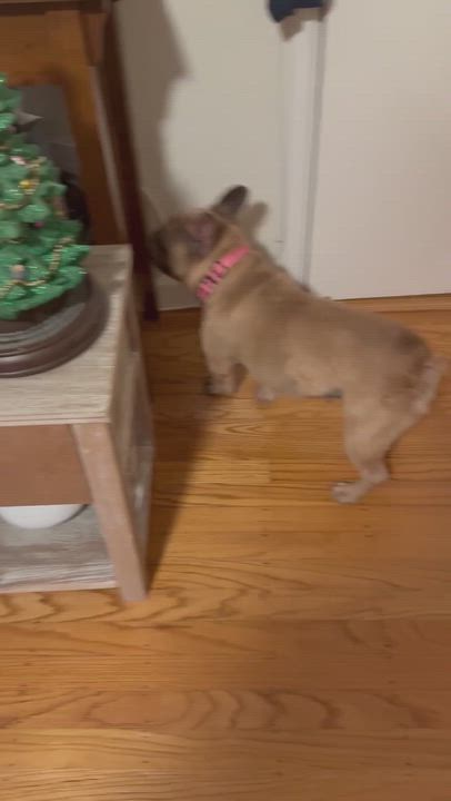 Enlarge Chanel , a ADOPTABLE French Bulldog in San Francisco, CA video 2/6