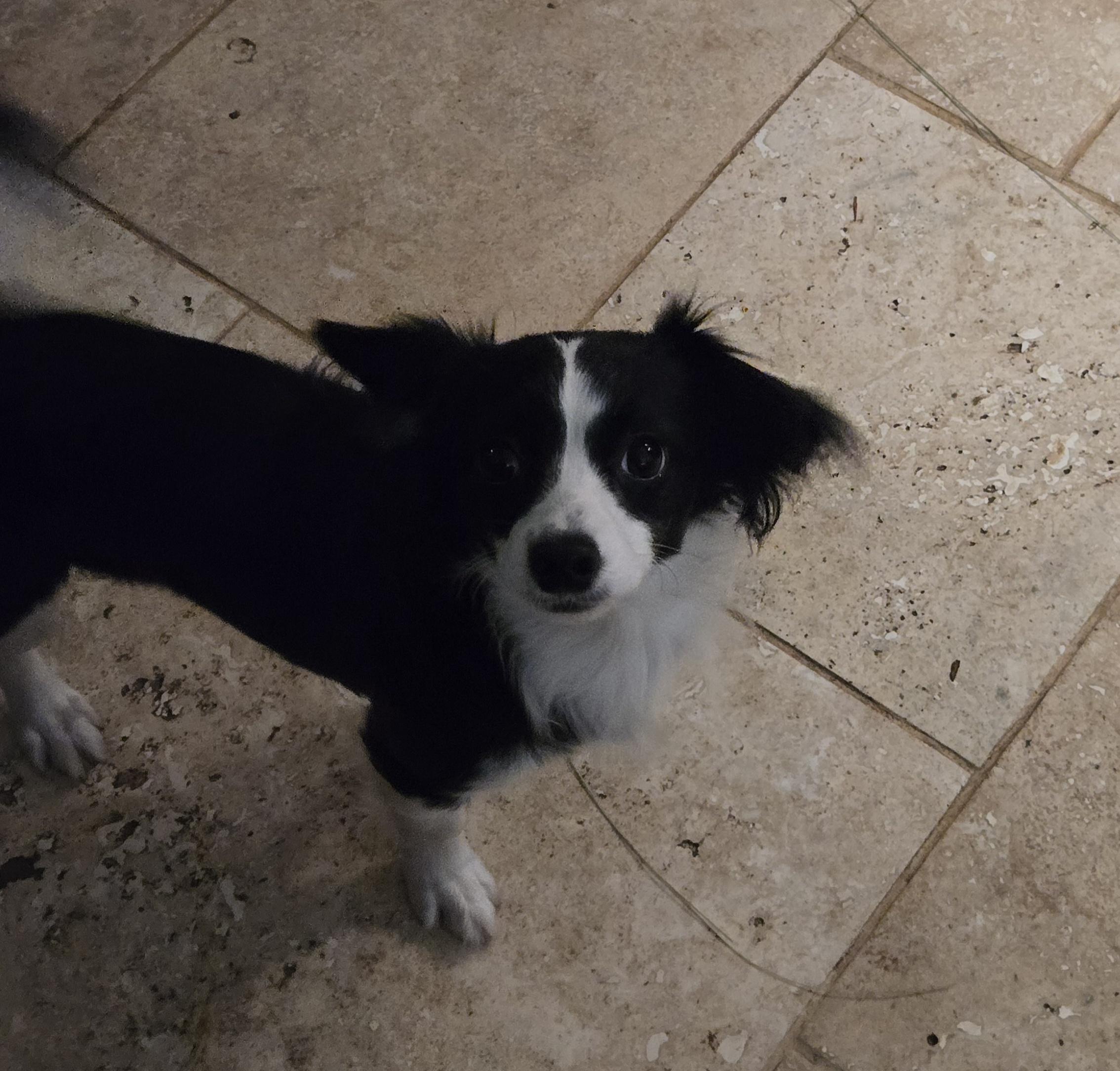 Jelly, an adopted mixed breed in Suffolk, VA image 1/3