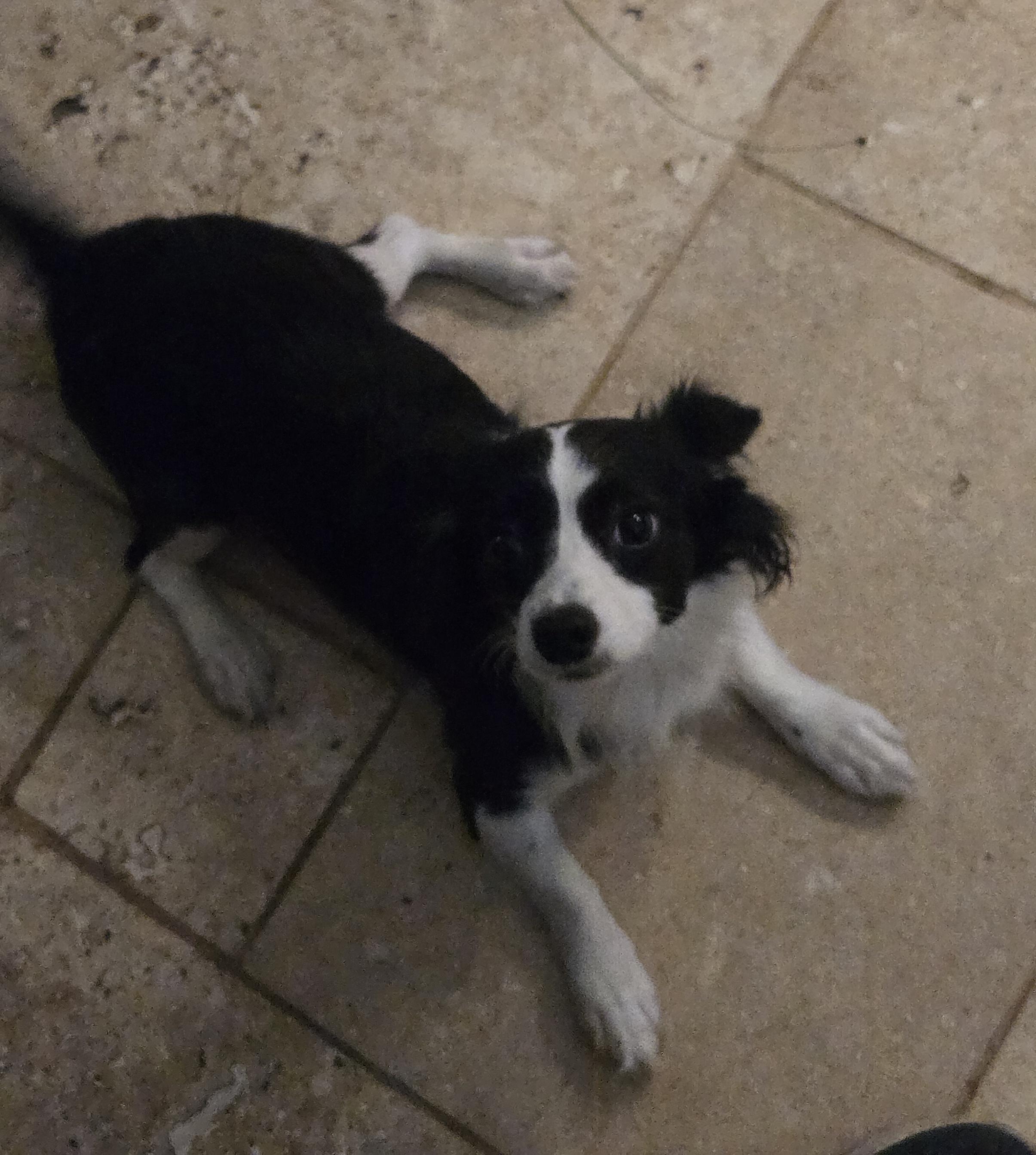 Jelly, an adopted mixed breed in Suffolk, VA image 2/3