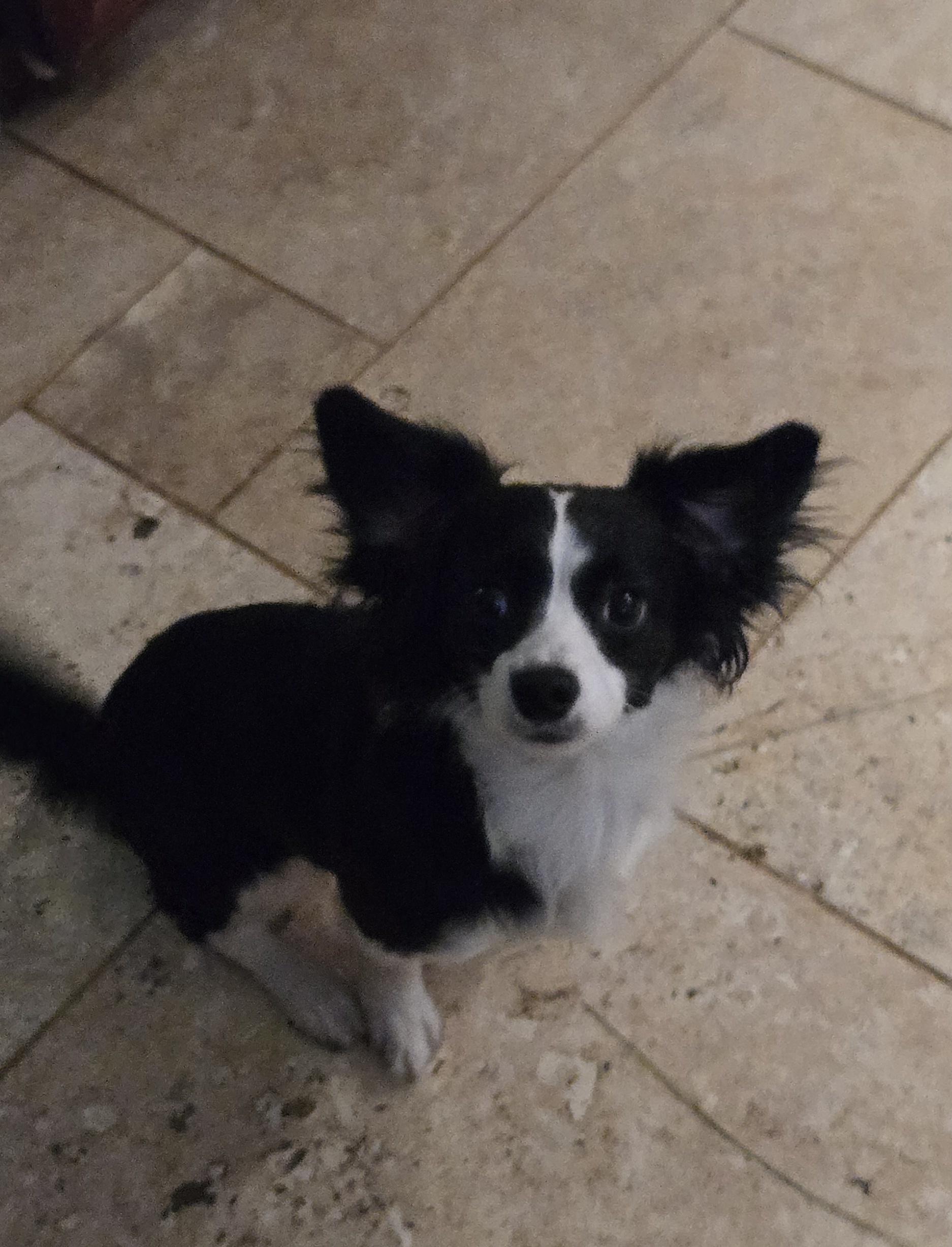 Jelly, an adopted mixed breed in Suffolk, VA image 3/3