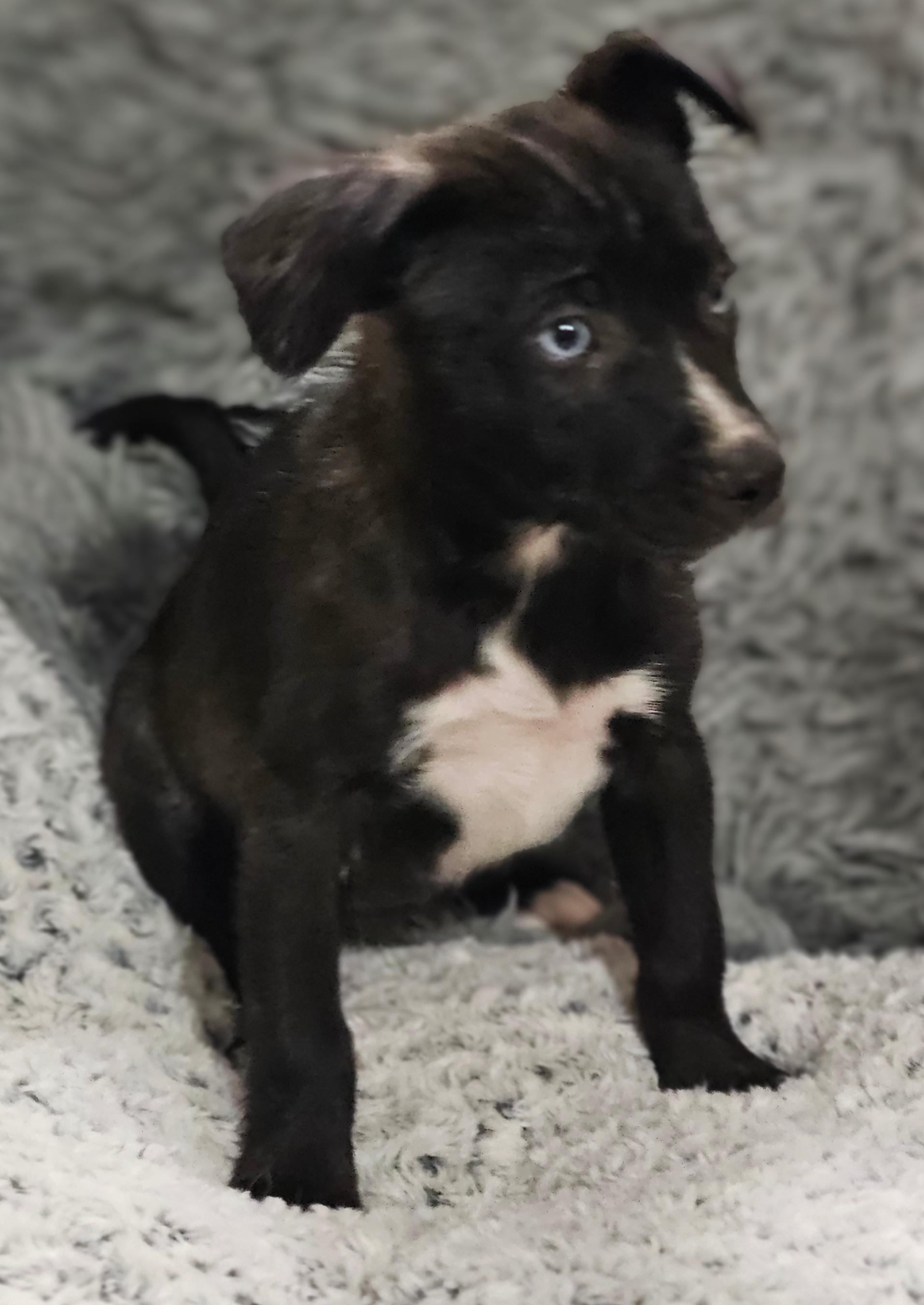 Nyla 6