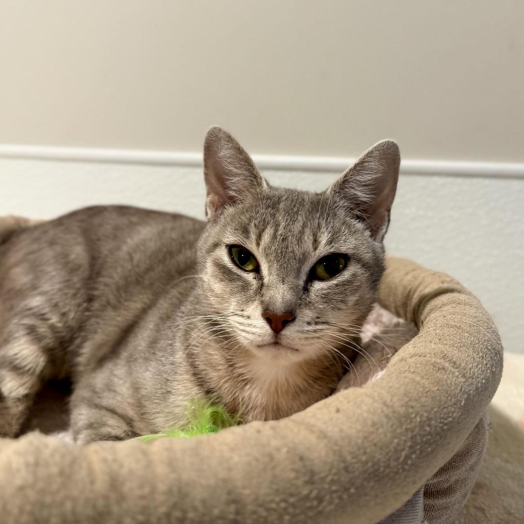 Vixari, Adoptable, Young Female Domestic Short Hair.