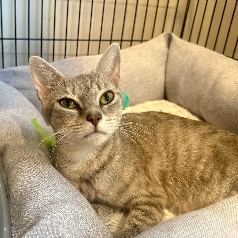 Enlarge Vixari, a Adoptable Domestic Short Hair in Louisville, KY image 2/2