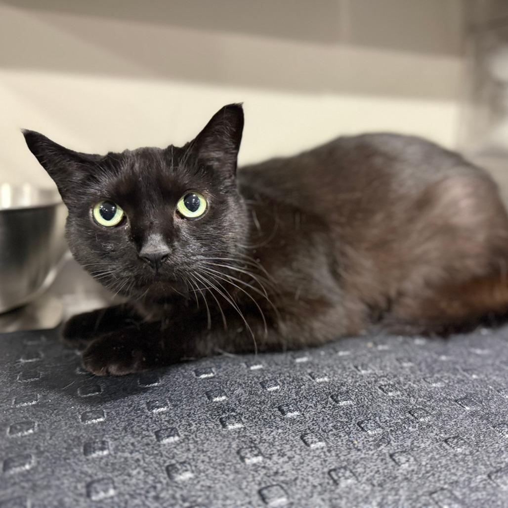 Matilda, Adoptable, Adult Female Domestic Short Hair.