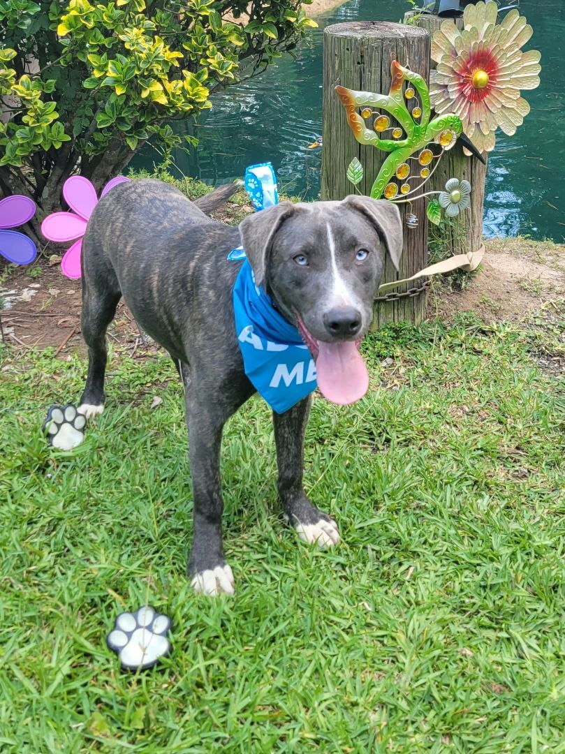 Eros- blue eyes! Watch my video, Adopted, Young Male Catahoula Leopard Dog & Pit Bull Terrier.