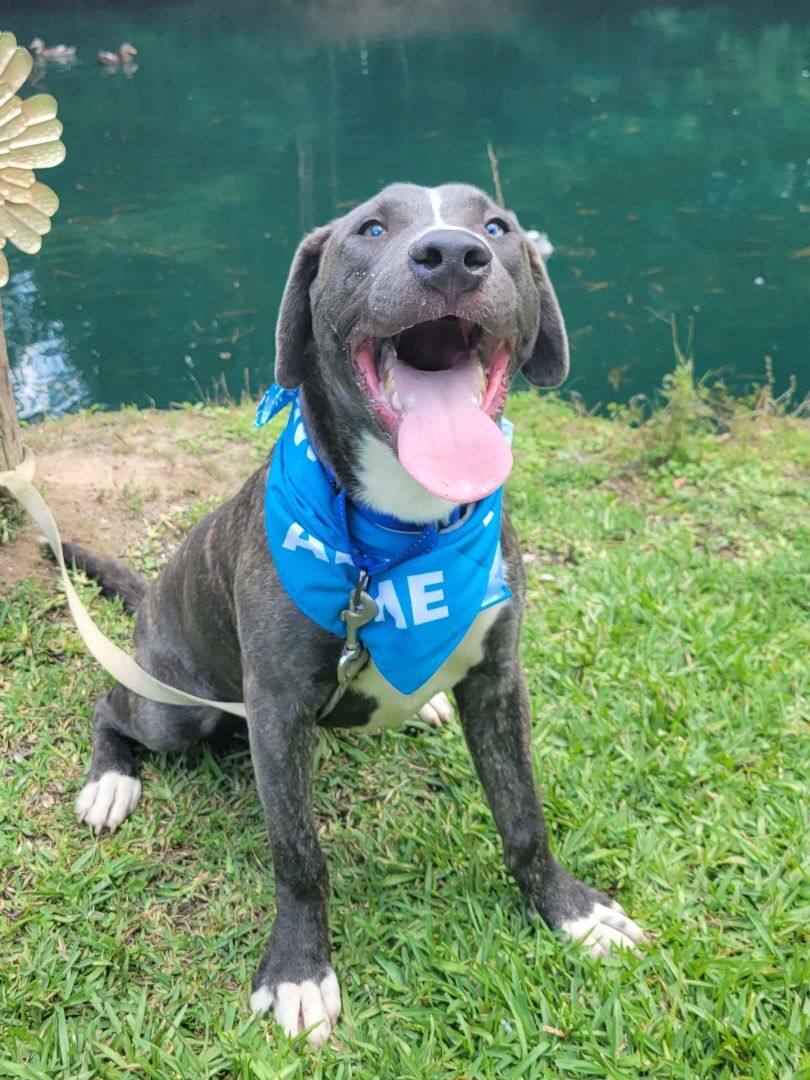 Enlarge Eros- blue eyes! Watch my video, a Adopted mixed breed in Hillister, TX image 2/4