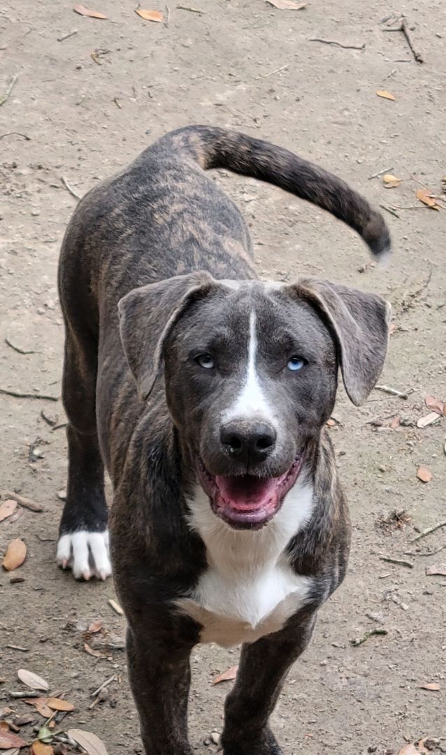 Enlarge Eros- blue eyes! Watch my video, a Adopted mixed breed in Hillister, TX image 3/4