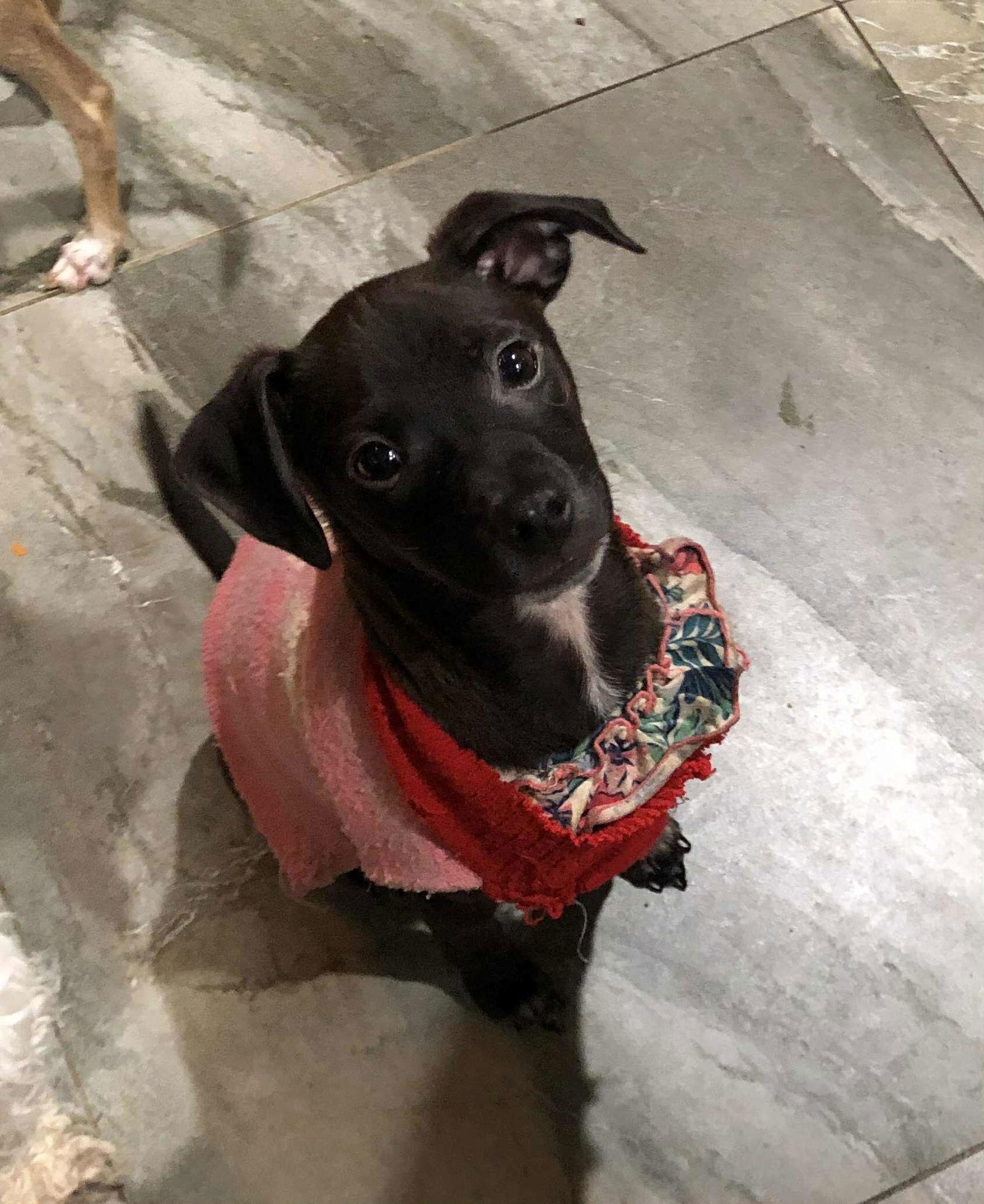 Matt, Adoptable, Young Male Labrador Retriever.