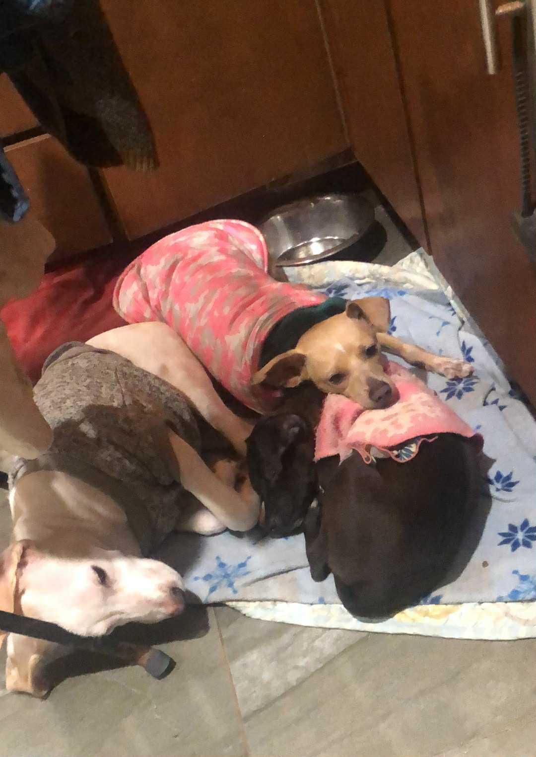 Enlarge Matt, a Adoptable Labrador Retriever in Escondido, CA image 2/3