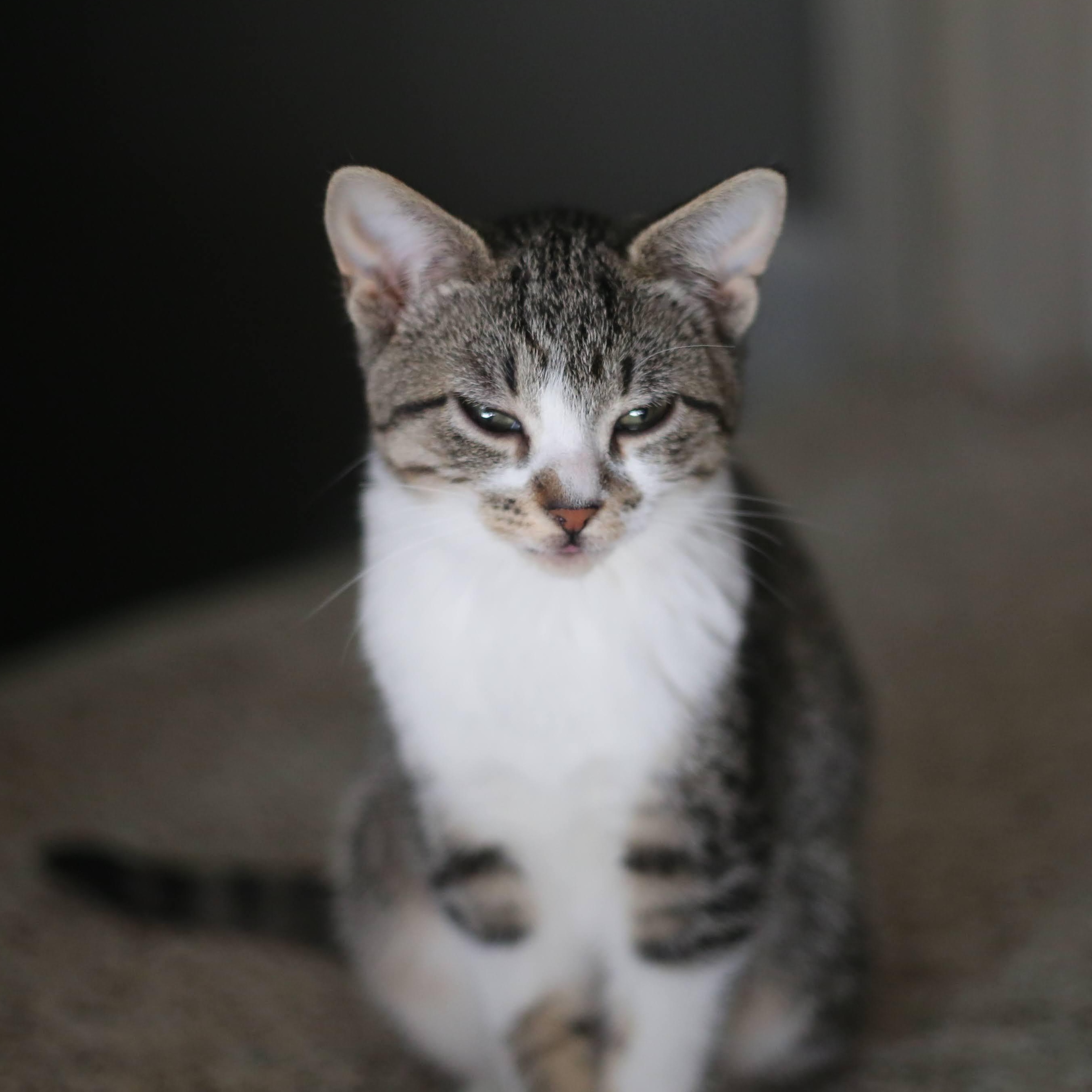 Rhea, Adoptable, Kitten Female Domestic Short Hair.