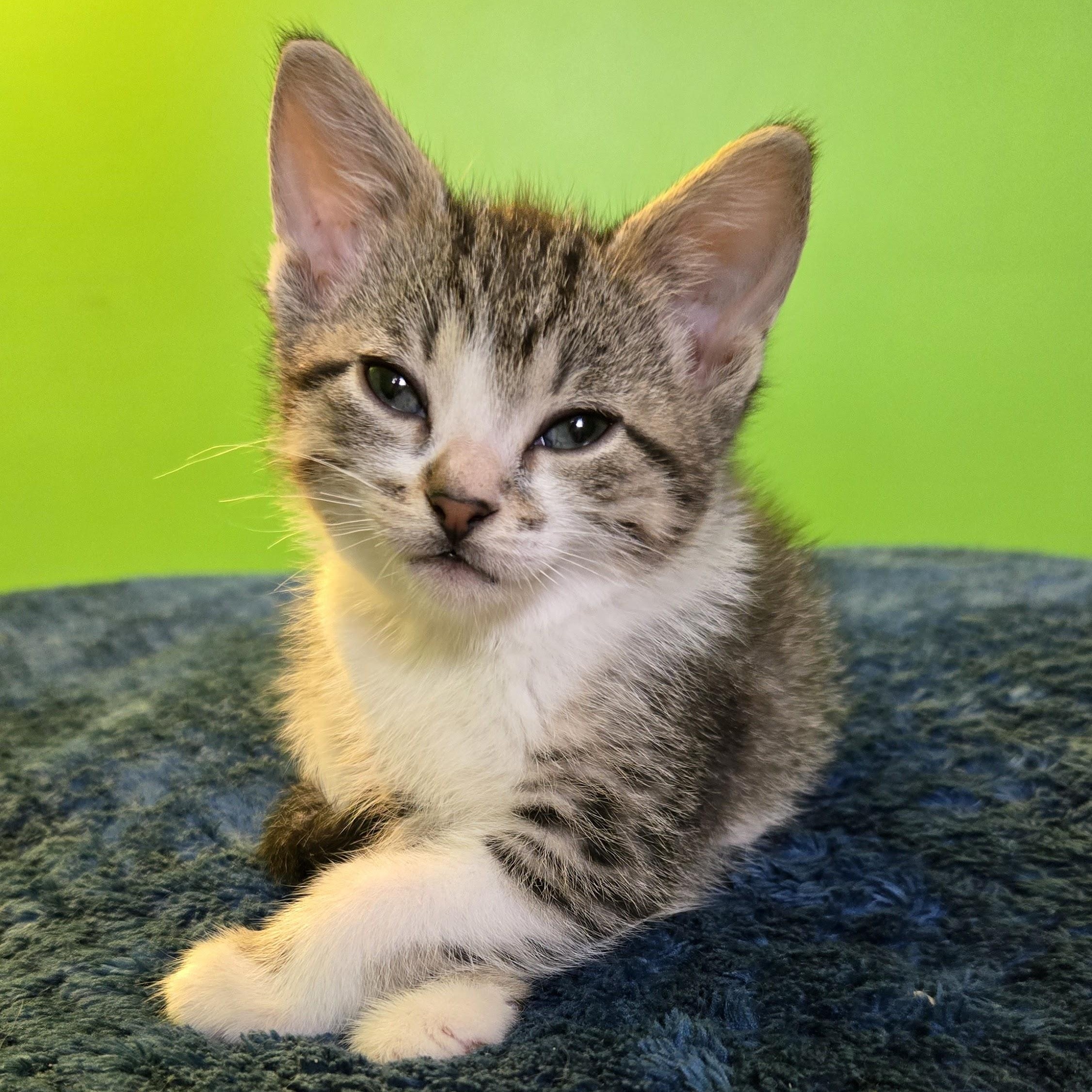 Enlarge Rhea, a Adoptable Domestic Short Hair in Swartz Creek, MI image 3/3