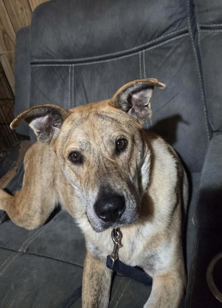 Alice, Adoptable, Adult Female Cattle Dog & Dutch Shepherd.