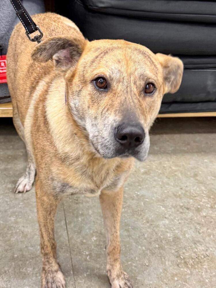 Alice, Adoptable, Adult Female Cattle Dog & Dutch Shepherd.