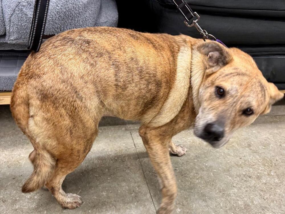 Enlarge Alice, a Adoptable mixed breed in Peoria, IL image 3/6