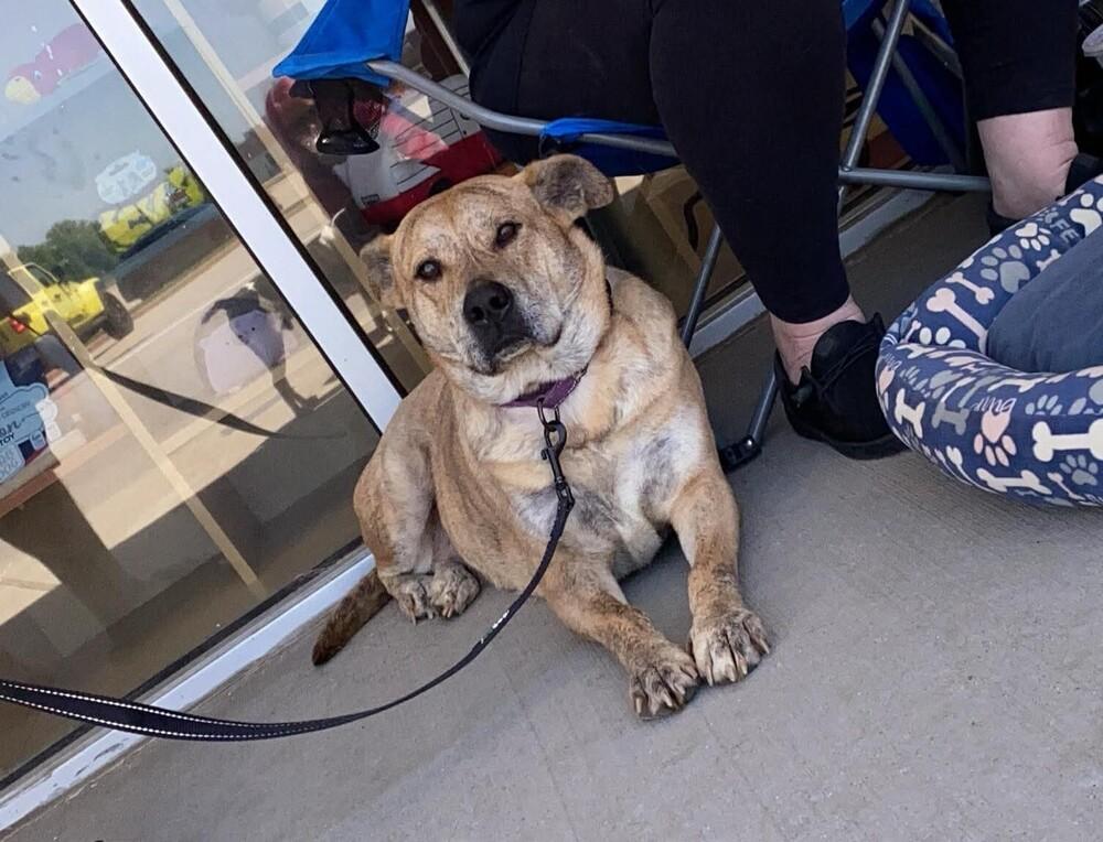 Alice, Adoptable, Adult Female Cattle Dog & Dutch Shepherd.