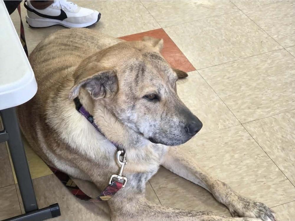 Enlarge Alice, a Adoptable mixed breed in Peoria, IL image 4/6