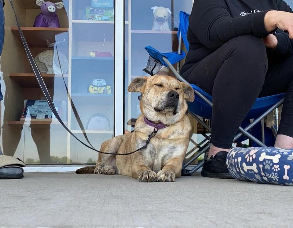 Alice, a Adoptable mixed breed in Peoria, IL image 6/6