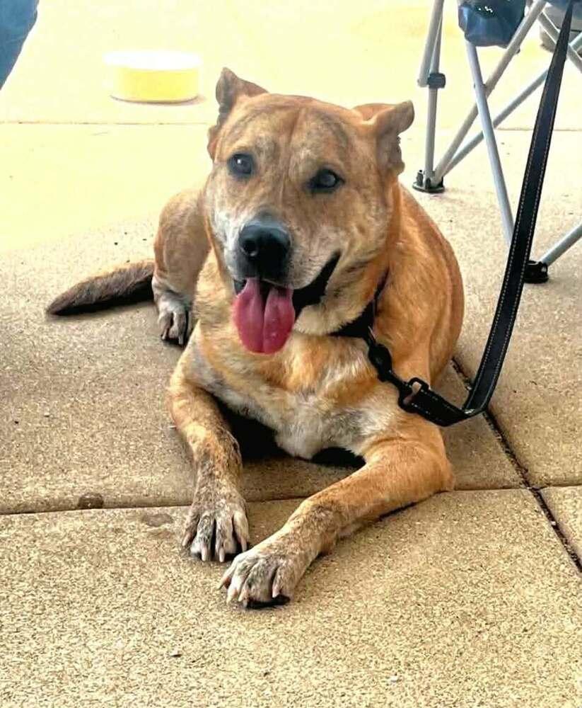 Alice, a Adoptable mixed breed in Peoria, IL image 6/6